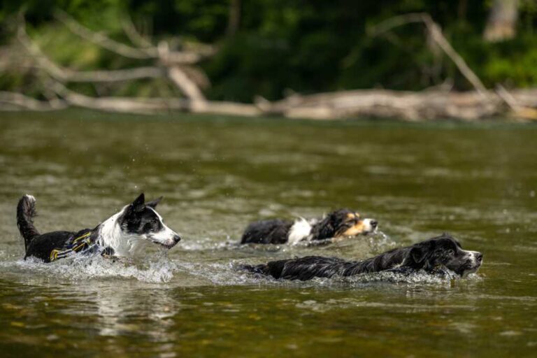 Mississippi Fishermen Saves 38 Dogs From Drowning 