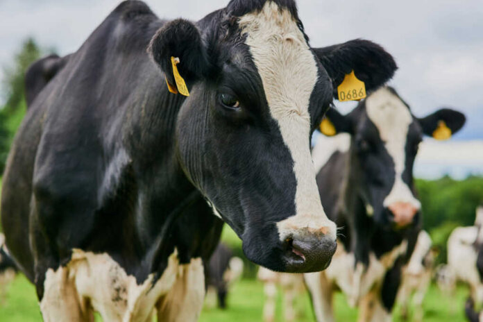 Close-up of a black and white dairy cow with ear tags in a green field
