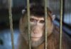 Escaped Monkeys Raid Tourists A monkey looking through the bars of its cage