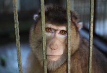 Escaped Monkeys Raid Tourists A monkey looking through the bars of its cage