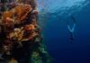 Influencer Dive Turns Nightmare Freediver descending beside a vibrant coral reef