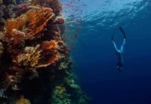 Influencer Dive Turns Nightmare Freediver descending beside a vibrant coral reef