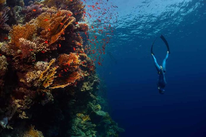 shutterstock_290879417 Freediver descending beside a vibrant coral reef