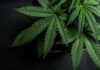 Cannabis plant leaves with serrated edges