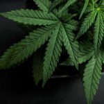 Cannabis plant leaves with serrated edges