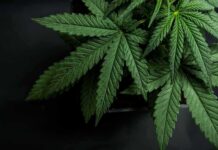 Hemp Reversal Sparks GOP Revolt Cannabis plant leaves with serrated edges