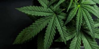 Cannabis plant leaves with serrated edges