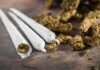 Daily Weed Surge Stuns Researchers Three cannabis joints beside loose marijuana buds