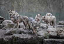 Wolf pack standing on rocky terrain