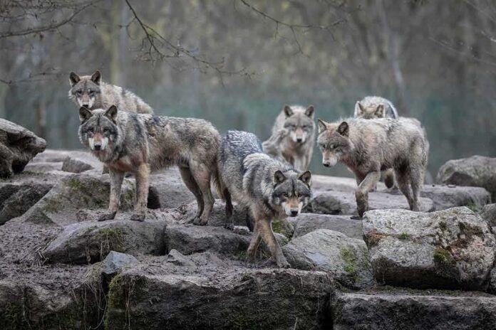 shutterstock_1067081141 Wolf pack standing on rocky terrain